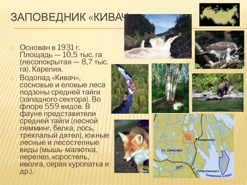 Имена заповедников. Заповедники тайги. Заповедник России Кивач. Заповедники таежной зоны. Заповедник Кивач сообщение.