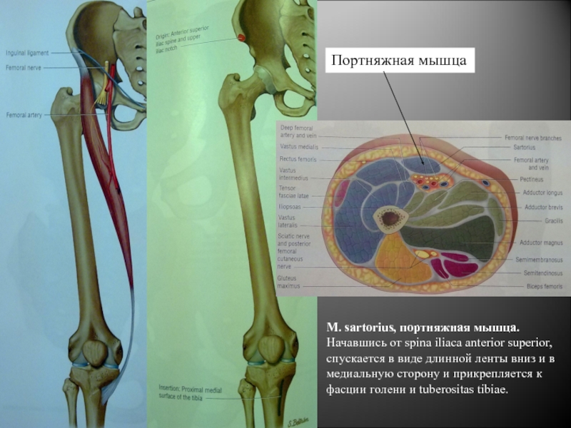 Портняжная мышца анатомия