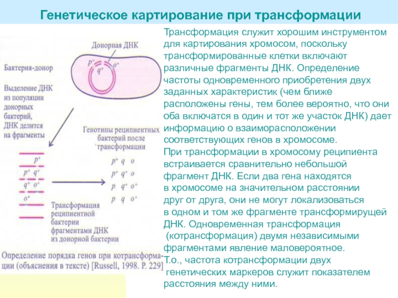 Презентация картирование хромосом