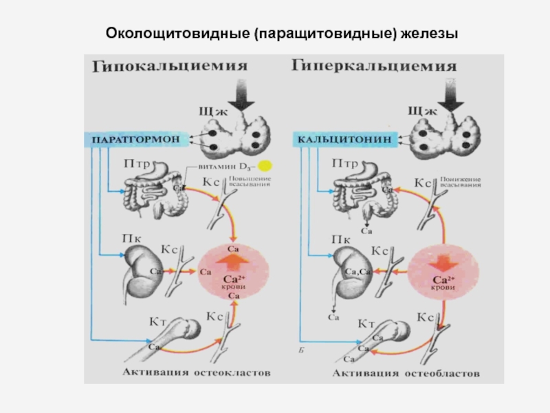 Синтез паратгормона биохимия схема