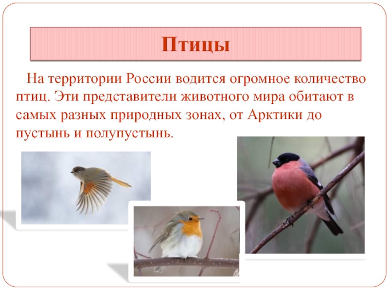 Сколько птиц в мире. Птицы из красной книги России. Сколько птиц обитает в России. Количество птиц на территории РФ. Какое количество птиц обитает в России.
