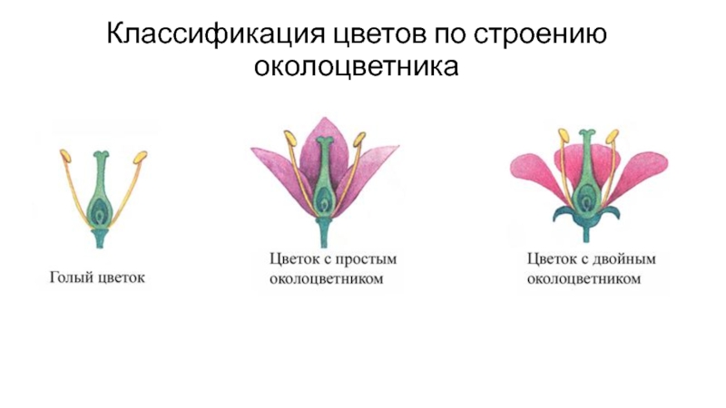 Цветок околоцветник генеративные органы. Околоцветник лилии. Чашечковидный околоцветник. Пятичленный околоцветник. Схема строения цветка с двойным и простым околоцветником.