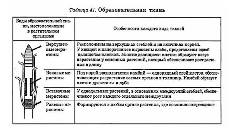 Особенности строения образовательной ткани. Образовательные ткани меристемы таблица. Образовательные ткани растений таблица. Образовательная ткань таблица. Охарактеризуйте образовательную ткань растений..