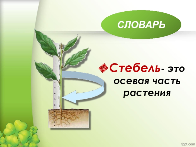 6 класс тема стебель. Осевая часть стебля. Осевая часть растения. Черешок это часть. Волоканца стебельковэто.