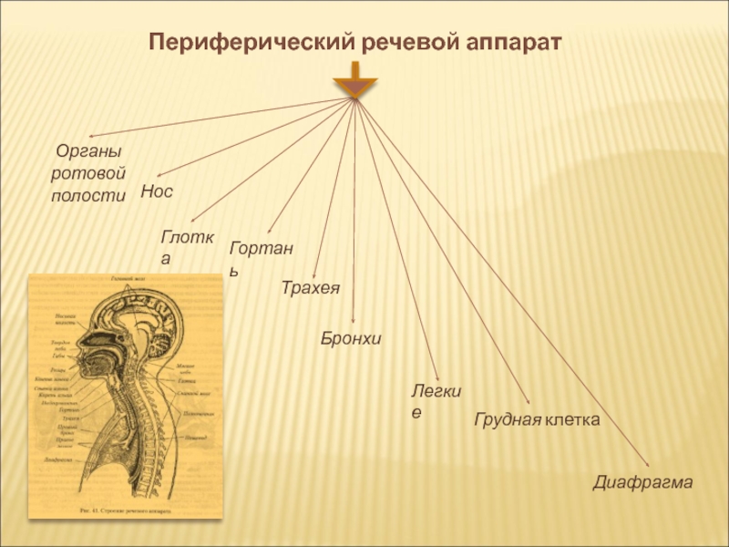 Речевые отделы. Функции периферического речевого аппарата. Периферический речевой аппарат схема. Центральный и периферический речевой аппарат схема. Строение периферического аппарата.