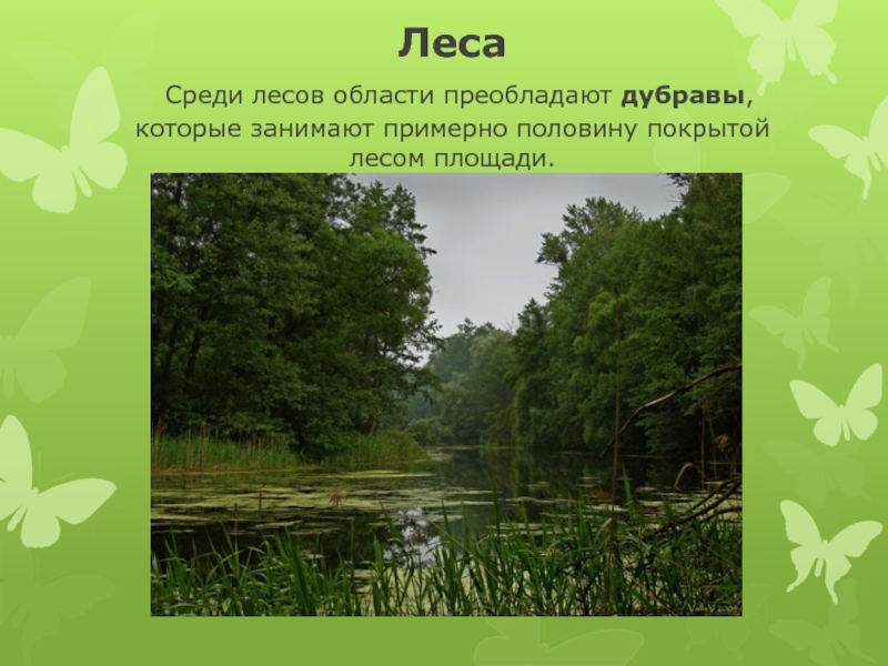 Среди лесной. Растительный Покров Воронежской области. Растительный мир края Воронежская область. Растения лесов Воронежской области. Растения из лесов в Воронежской области.