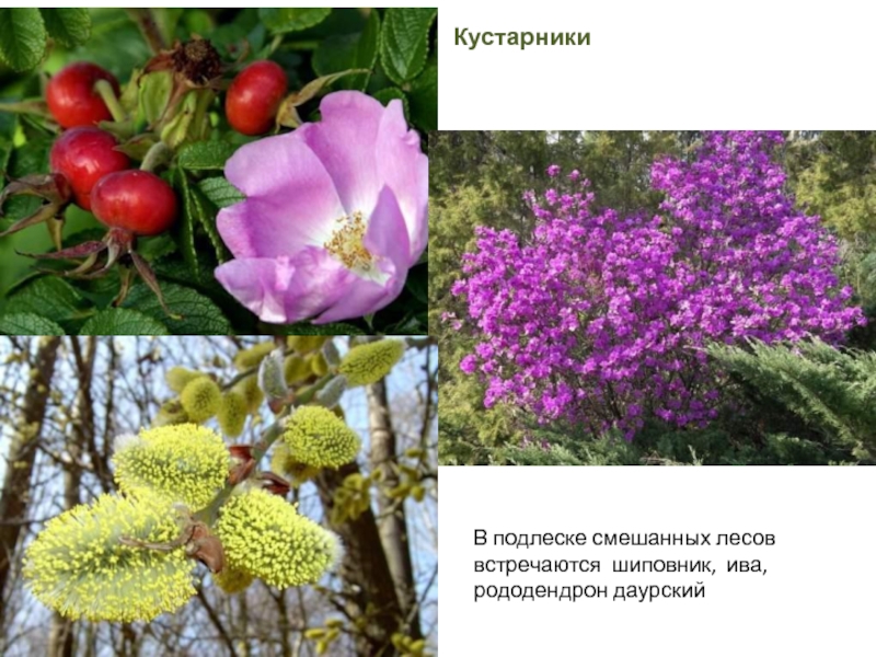 Лекарственные растения иркутской области