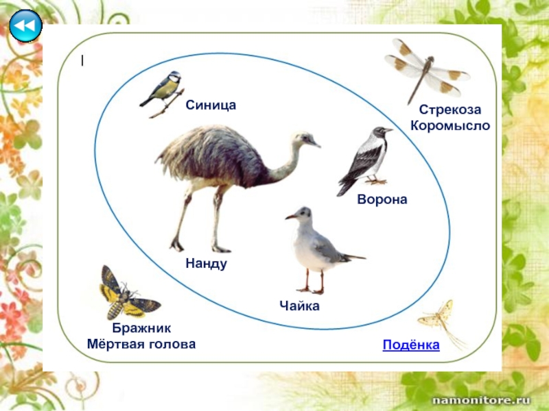 СиницаНандуБражникМёртвая головаСтрекозаКоромыслоЧайкаВоронаПодёнка