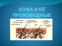 КОЖА И ЕЁ ПРОИЗВОДНЫЕ