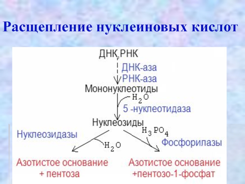 Схема распада нуклеопротеидов