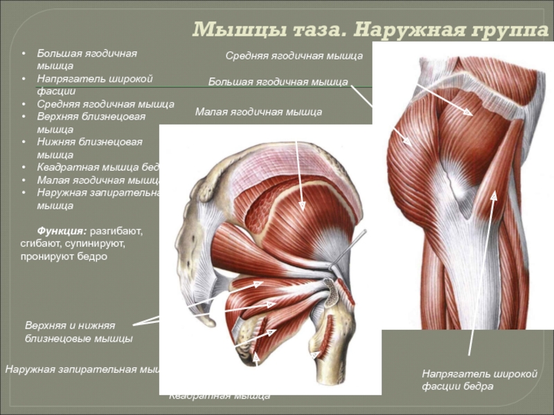 Малая ягодичная мышца. Напрягатель мышц таза. Малая ягодичная мышца вид сбоку. Мышцы таза наружная группа. Мышцы бедра задняя группа большая ягодичная.