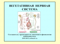 ВЕГЕТАТИВНАЯ НЕРВНАЯ СИСТЕМА Составитель: преподаватель анатомии и физиологии