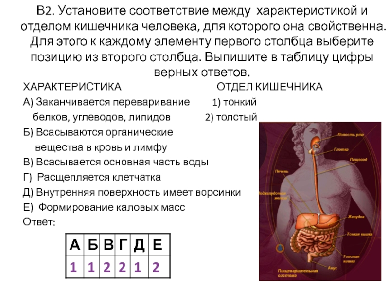 Установите соответствие между системой органов человека. Соответствие между характеристикой и отделом кишечника человека. Установите соответствие между характеристиками и отделами кишечника. Характеристика отделов кишечника. Характеристикой и отделом кишечника человека.