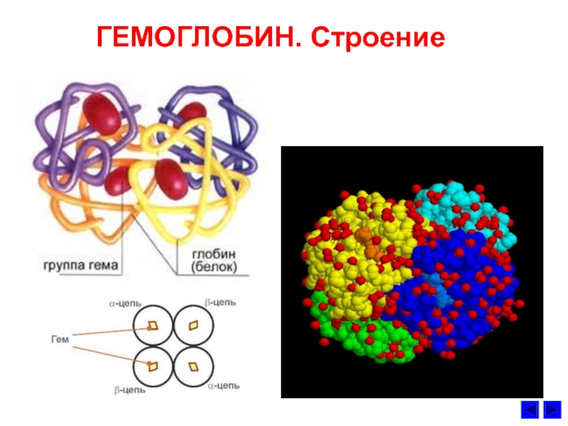 Гемоглобин биохимия презентация