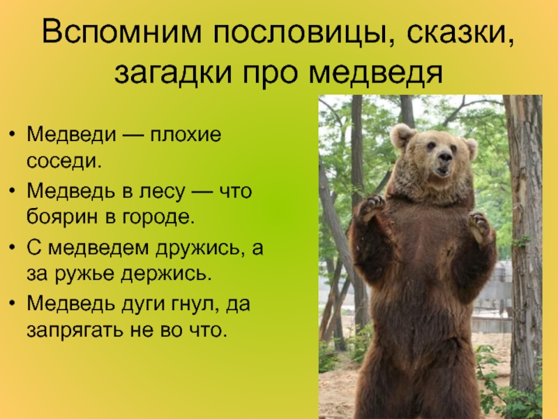 Значение медведя в лесу. Пословицы про медведя. Загадка про медведя. Пословицы и загадки о медведе. Поговорки про медведя.