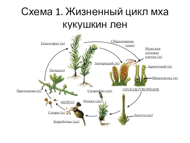 Рассмотрите схему жизненного цикла хвоща установите соответствие между характеристиками и стадиями