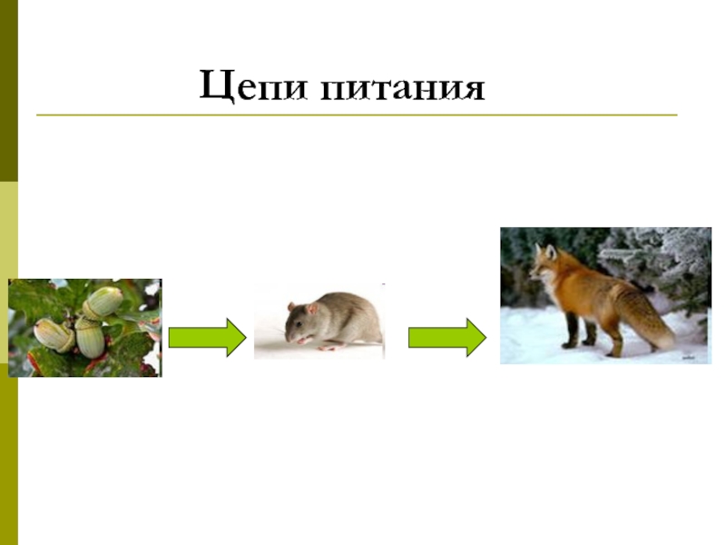 Цепь питания 3 класс схема окружающий мир 3 класс