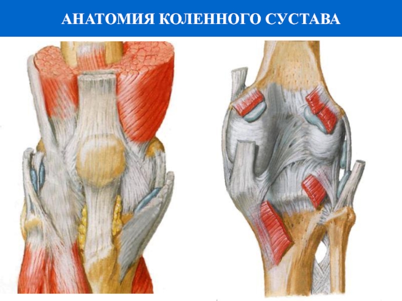 Связки коленного сустава анатомия фото