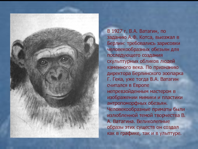 Укажите рисунок на котором изображена обезьяна не относящаяся к человекообразным обезьянам