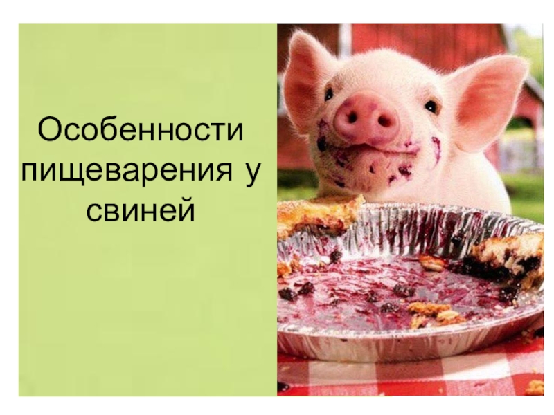 Особенности пищеварения у свиней