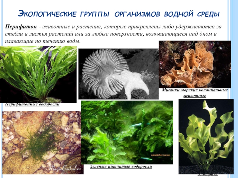 Примеры водных групп. Перифитон водоросли. Экологические группы организмов. Растения водной среды. Экологические группы водных.