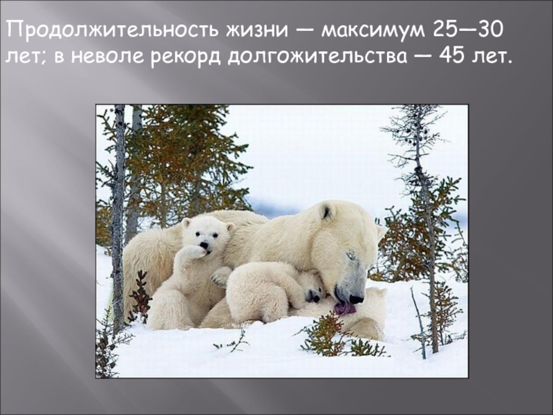 Сколько живут медведи в неволе. Продолжительность жизни белого медведя. Продолжительность жизни белого медведя в природе. Белый медведь сколько живет в неволе. Продолжительность жизни белого медведя в неволе.