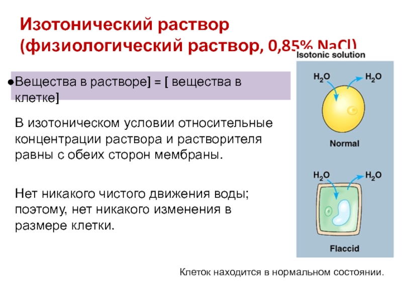 Физиологический раствор соответствует