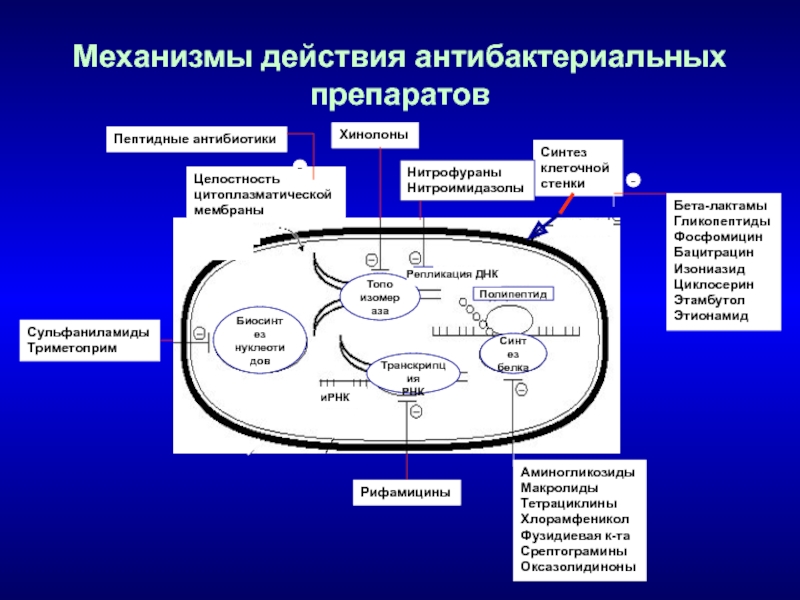 Механизмы нарушения синтеза белков. Механизм действия антибактериальных препаратов. Механизмы антибактериального действия. Биологический Синтез антибиотиков. Механизм антибактериального действия макролидов.