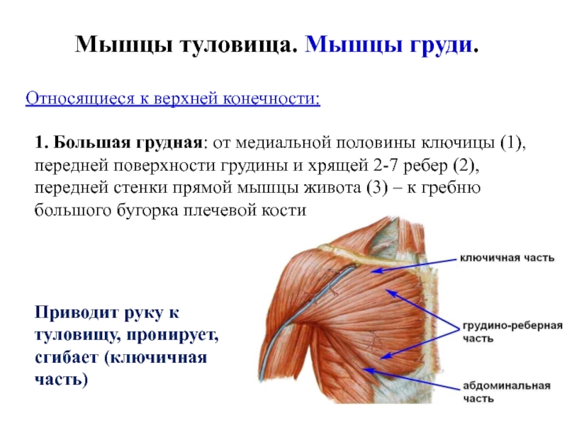 Мышцы груди схема