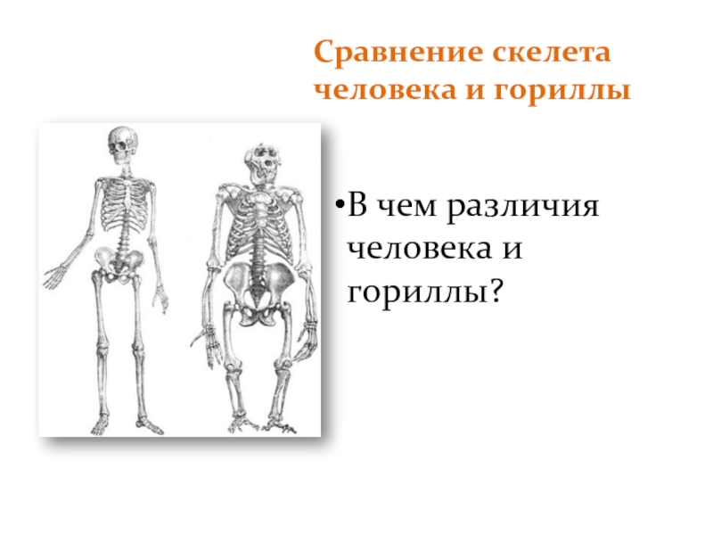 Сравнение скелета человека и гориллыВ чем различия человека и гориллы?