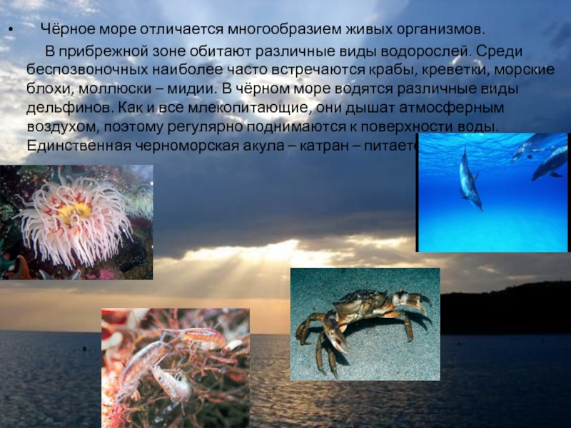 Проект 4 класс у черного моря