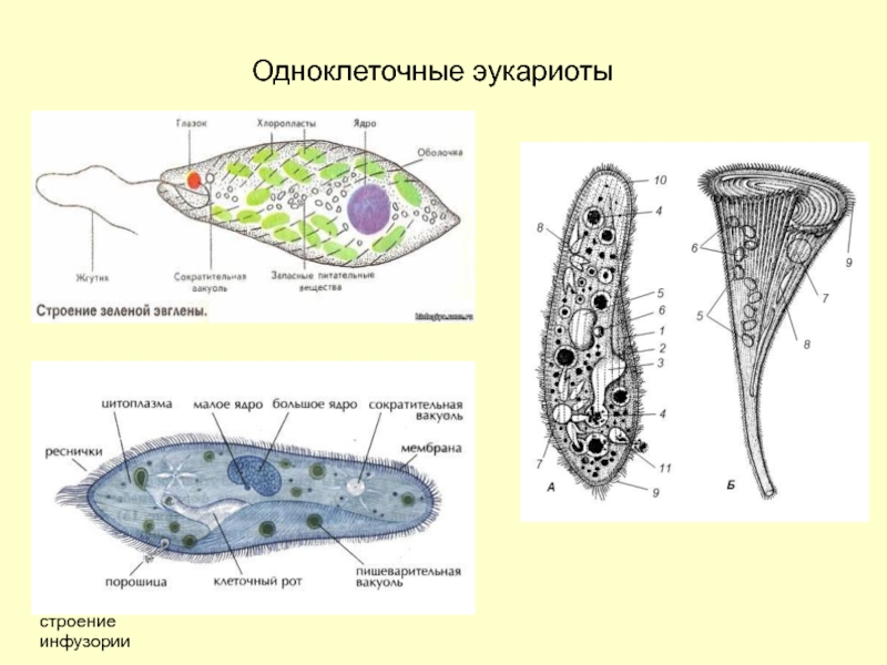 Различия в строении одноклеточных. Эвглена и инфузория. Эвглена зеленая и инфузория туфелька. Эвглена зеленая эукариот. Простейшие одноклеточные организмы строение.