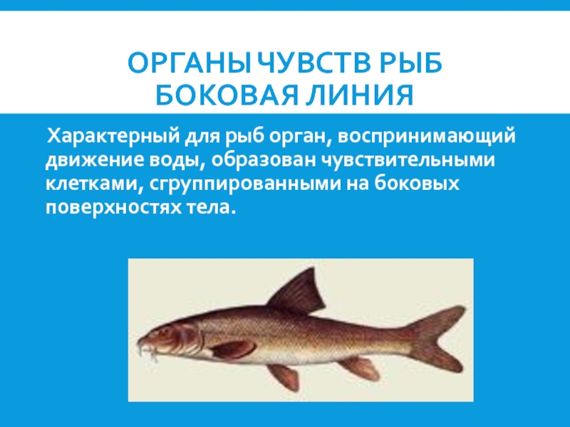 Функция органа боковой линии рыб. Орган чувств характерный только для рыб. Боковая линия у рыб. Органы боковой линии у рыб. Доклад об органах чувств у рыб.