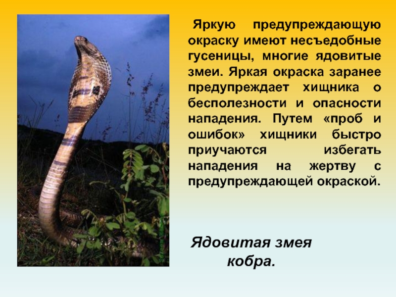 Предупреждающую окраску имеет. Многие ядовитые змеи имеют окраску. Предупреждающая окраска змеи. Предостерегающая окраска примеры животных.