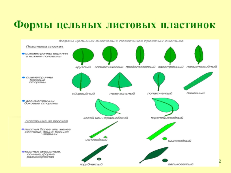 Край пластинки листа. Формы простых листьев с цельной листовой пластинкой. Формы листовых пластинок линейная. Типы верхушек листовой пластинки. Форма расчленения листовой пластинки злаковых.