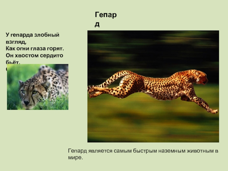 Гепард является самым быстрым наземным животным в мире.Гепард У гепарда злобный взгляд,Как огни глаза горят.Он хвостом сердито