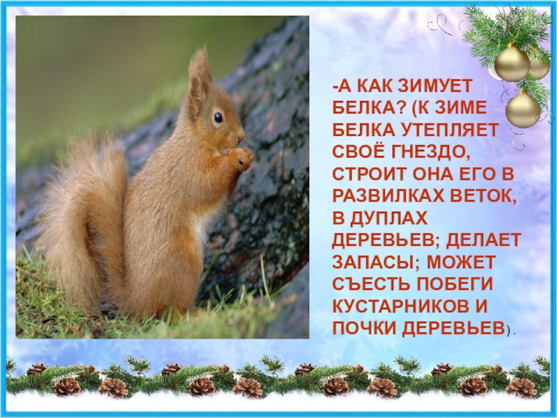 Как белочка зимует. Как проводит зиму белка. Как зимуют белки в природе. Белки зимой впадают в спячку или нет. Как зимуют белки в городе.