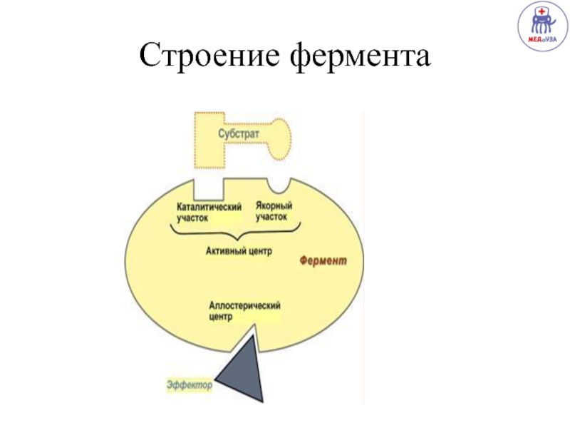 Что такое ОМХ и с чем это едят? Строение фермента Строение фермента