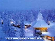 ЧЕРЕПНО-МОЗГОВЫЕ НЕРВЫ № 2