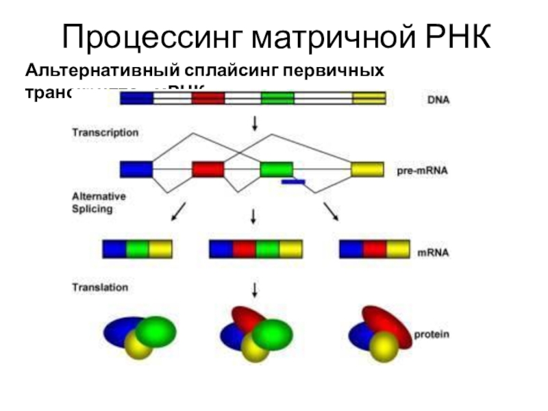 На матрице рнк происходит. Альтернативный сплайсинг пре-МРНК характеризуется. Сплайсинг эукариот и альтернативный сплайсинг. Варианты сплайсинга РНК. Сплайсинг первичных транскриптов МРНК.
