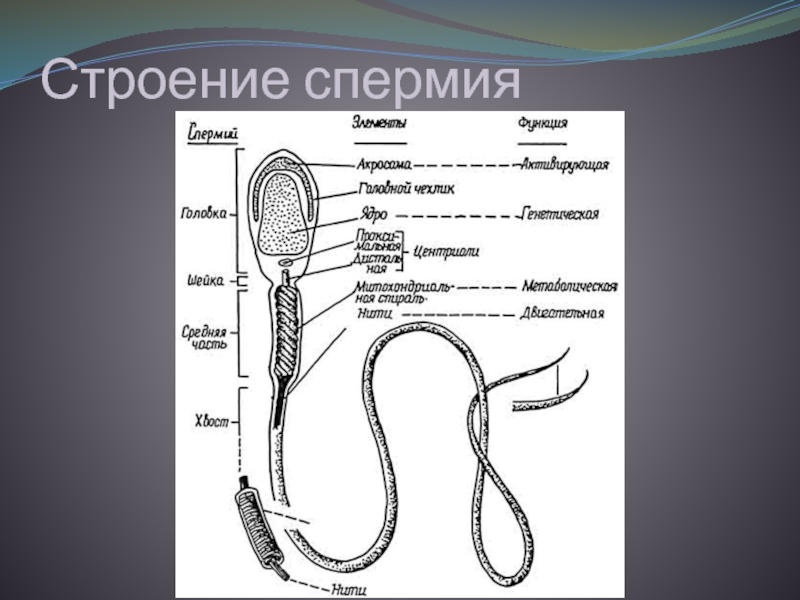 Схема строения спермия