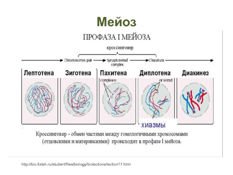 Каким номером на рисунке обозначена фаза мейоза в которую наиболее удобно проводить кариотипирование