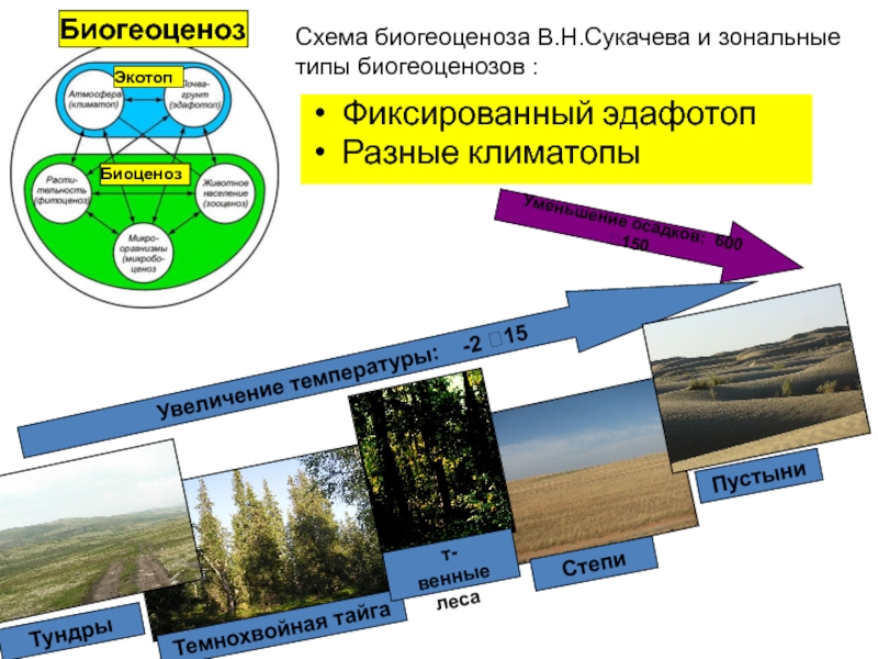 Схема биогеоценоза тайги