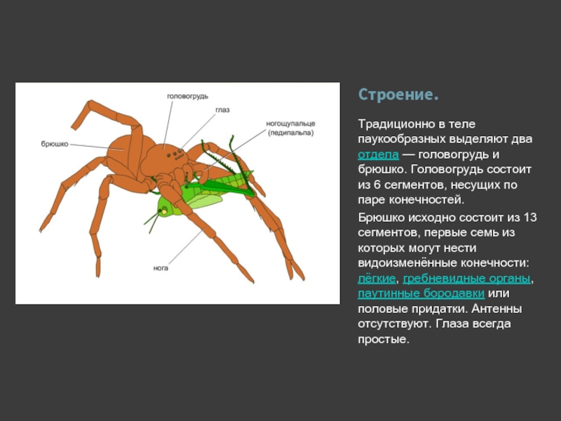 Конечности паукообразных. Строение головогруди паука. Членистость брюшка у паукообразных. Паукообразные 2 отдела. Грудные конечности паукообразных.