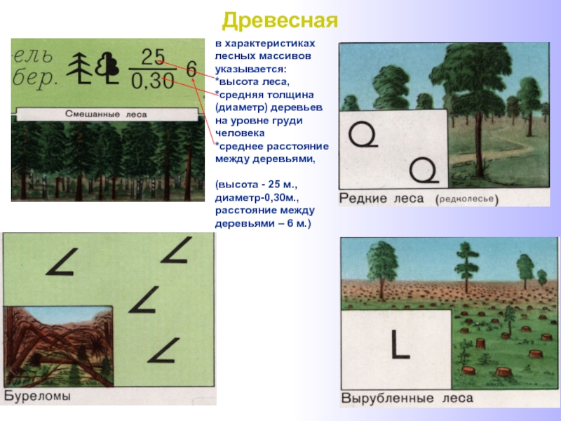 Обозначения леса на карт