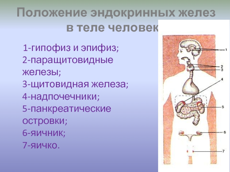 Железа внутренней секреции. Железа 1) гипофиз 2) щитовидная железа 3) надпочечники. Железы внутренней секреции. 1) Гипофиз. Положение эндокринных желез в теле человека. Положение желез внутренней секреции.