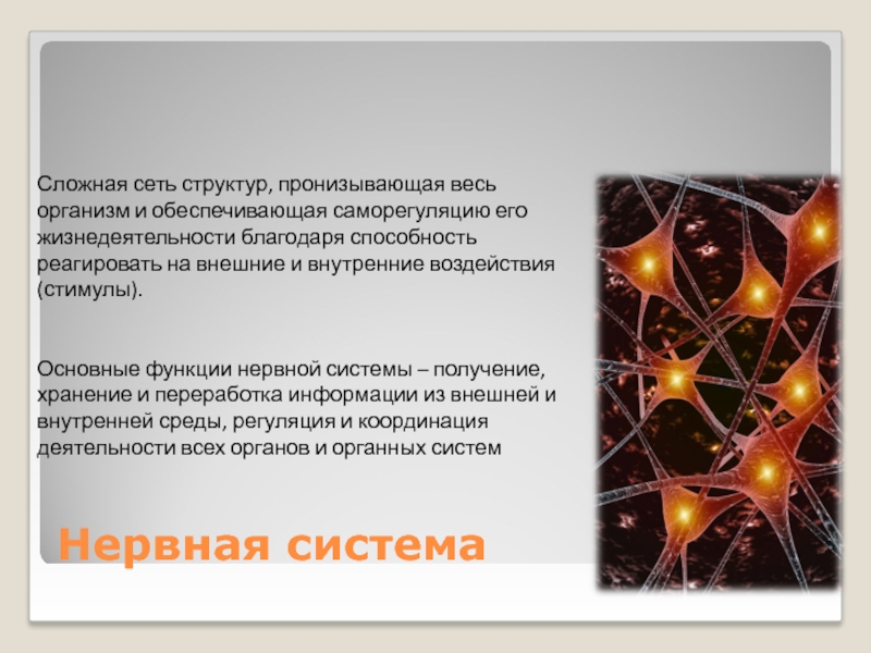 Благодаря способности. Роль нервной системы в жизнедеятельности организма. Способность реагировать на внешние и внутренние воздействия. Сложная сеть. Наука о структуре и функциях нервной системы это.