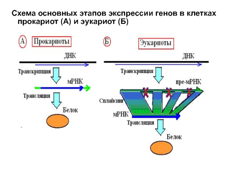 Регуляция у прокариот и эукариот. Этапы экспрессии генов эукариот схема. Экспрессия генов у эукариот схема. Схема регуляции экспрессии генов у эукариот на этапе транскрипции. Этапы экспрессии Гена схема.