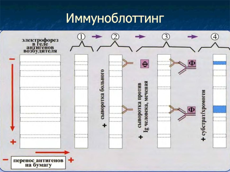 Igg иммуноблот