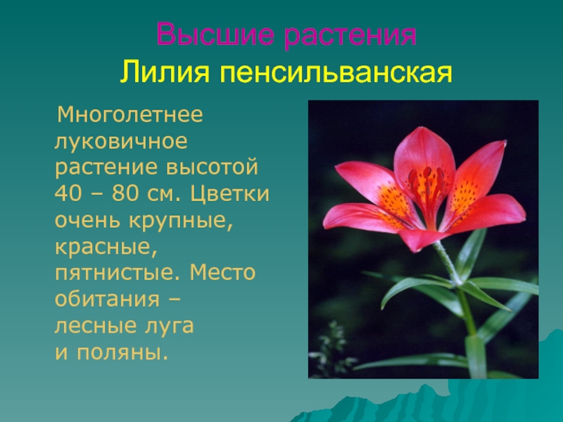Высшие растения Лилия пенсильванская  Многолетнее луковичное растение высотой 40 – 80 см. Цветки очень крупные, красные,
